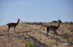 Encontro com guanacos, camelídeos muito comuns na Península Valdés, no litoral da  patagônia argentina